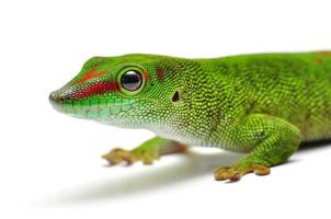 madagaskar dag Gecko