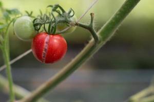 knäckt tomatfrukt på tomatplanta. foto