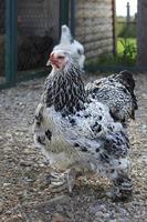 rasbrama är dekorativa raser av kycklingar