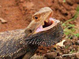 arg skäggig drake (pogona vitticeps) med munnen öppen outback Australien foto