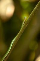 tunn grön orm i sigharaja skog, Sri Lanka foto