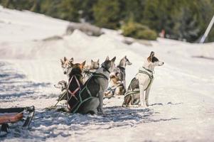 slädarna dragna av hundar i det snöiga landskapet i grau roig, encamp och Andorra foto