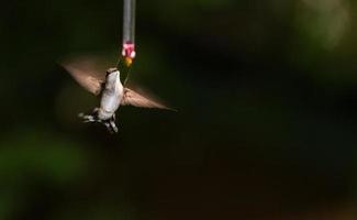 kvinnlig rubin-halsad kolibri