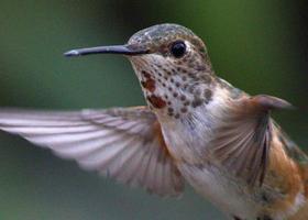kolibri under flykten foto