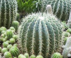 kaktus i trädgården foto