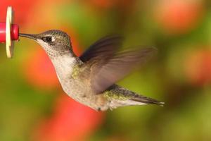 rubin-halsad kolibri på en matare foto