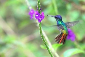 underbar kolibri under flygning, guld-tailed safir, peru