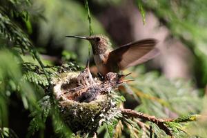 kolibri foto
