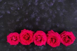 rosa rosor på mörk bakgrund. toppvy foto