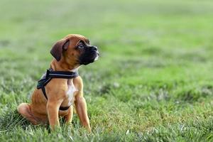 boxervalp tar en promenad i parken foto