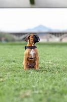 boxervalp tar en promenad i parken foto