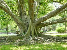 ett stort träd med rötter som täcker marken, ett stort träd i trädgården foto