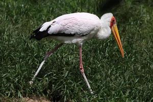 gulfiskstork (mycteria ibis)