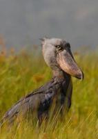 shoebill stork (balanaeceps rex), mabamba träsk, uganda foto