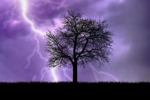 siluett träd på ängen med vackert naturligt ljus. för användning som bakgrund foto