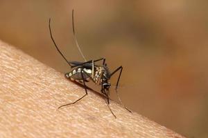 mygga som suger mänskligt blod på extrem makro
