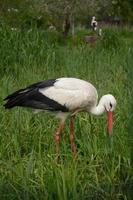 storch