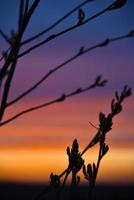 röd och blå kvällssolnedgång genom trädgrenarna foto