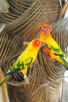 vackra färgglada sun conure papegoja i naturen