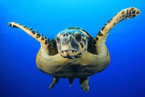 havssköldpadda foto