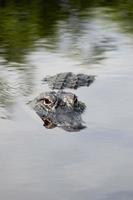 amerikansk alligator foto
