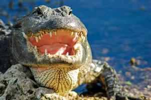 en alligator med mun-agape, Everglades nationalpark