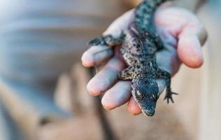 alligator som ligger på en hand foto