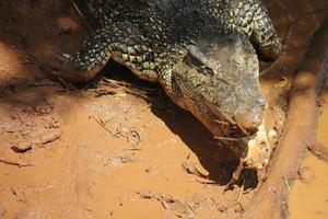 krokodil som äter en krabba foto