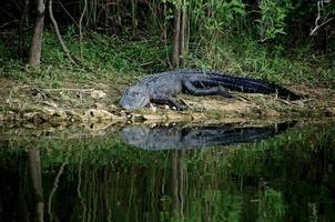 alligator på väg att gå in i floden