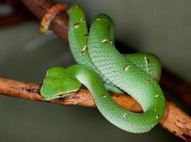 tropisk grön orm på en trädgren