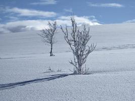 två unga träd i orörd vit snö foto