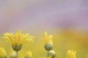 mjuk suddig krysantemum gul blomma med med solljus för bakgrund. pastellfärg foto