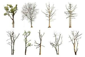 samling träd utan löv isolerad på vit bakgrund. med urklippsbana. foto