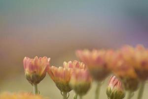 mjuk suddig krysantemumblomma med solsken och söt varm bokeh från ljus. pastellfärg foto