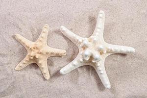 två sjöstjärnor på sanden närbild ovanifrån. sjöstjärna på stranden. strand sommar bakgrund med sand, hav och copyspace foto