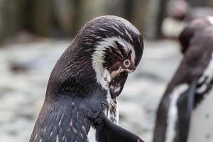 pingvinskötsel foto