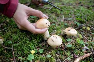 svamp i skogen, hösten bilder av skogen, skogen bakgrund foto