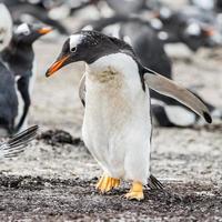 pingviner i antarktis