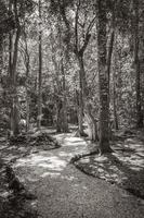 tropisk djungel växter träd vandringsleder muyil mayan ruiner mexico. foto