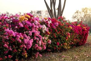 många bougainvillea blommor i den torra trädgården. foto