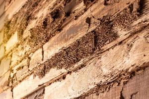 gamla träväggar har förfallit på grund av att termiter ätit. foto