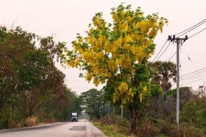 gyllene duschträd bredvid en landsväg. foto