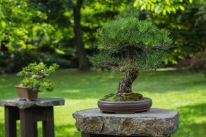 närbild bild av bonsai träd i japansk trädgård foto