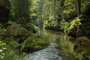 landskap i bergen i tjeckiska schweiz nationalpark, tallskog och klippor foto