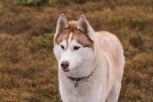 siberian huky hund i skogen utomhus, laika, varghund foto