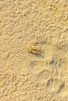 liten spökkrabba, sandkrabba, ocypodinae, ocypode, vit sandstrand foto