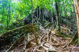 trädrötter av enormt träd, khlong phanom nationalpark, kapong, ph foto