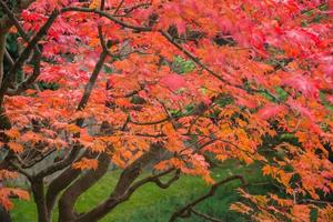 japansk trädgård på hösten foto