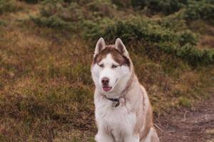 siberian huky hund i skogen utomhus, laika, varghund foto