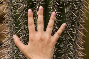 närbild av stor kaktus och hand på den foto